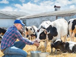 master-en-nutricion-y-dietetica-veterinaria-master-en-homeopatia-veterinaria